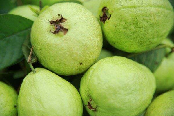 Cây giống ổi bo thái bình
