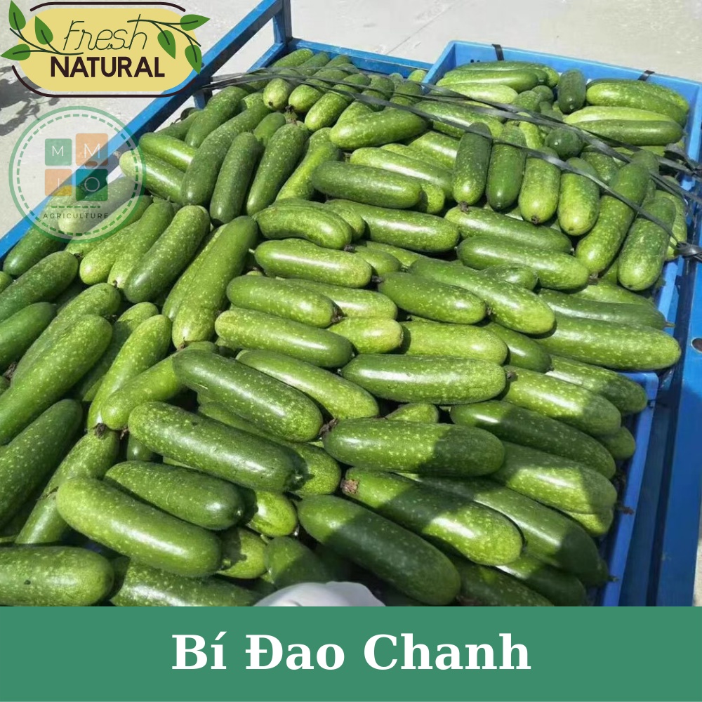Hạt giống bí đao chanh xanh siêu quả
