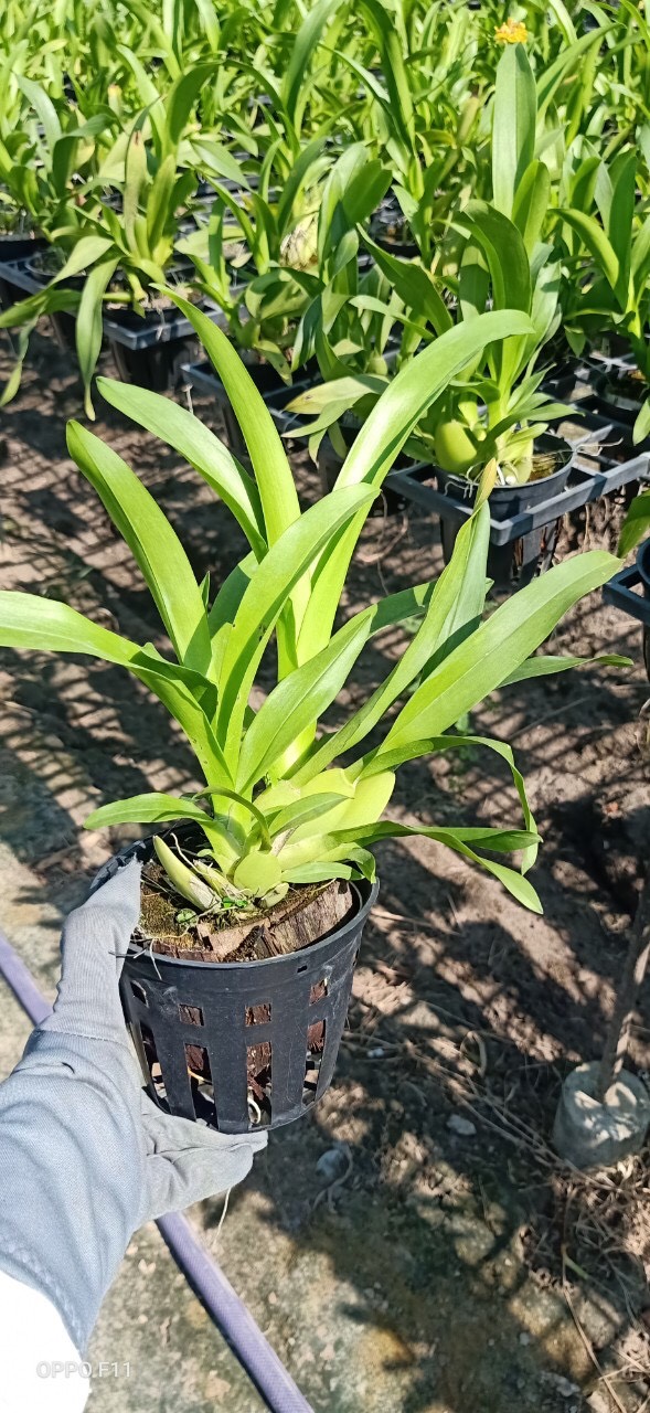 Chậu cây lan Vũ Nữ Vàng - dễ trồng, siêng hoa