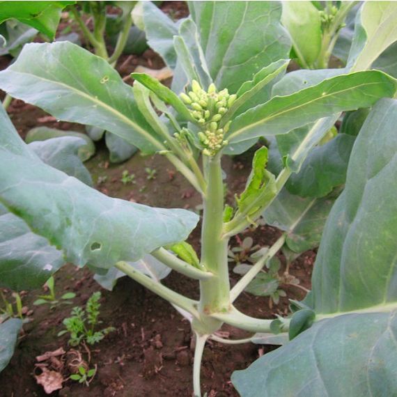 Hạt Giống Rau Cải Làn ( Cải Rổ - gói 10Gram) - Dễ Trồng, Ăn ngon