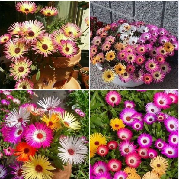 "Gói 20 Hạt " Hạt giống hoa 10h châu phi mix màu