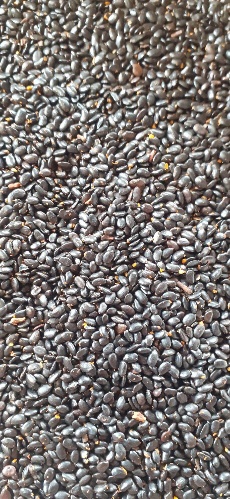 250 gram hạt giống keo tai tượng ( ban mê xanh tặng kèm phân )