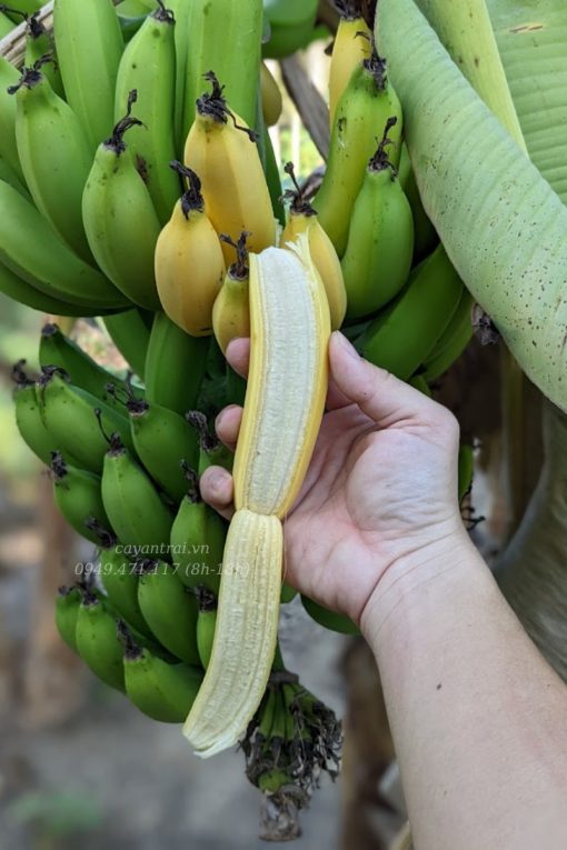 Cây giống Chuối mật lùn NAM MỸ.