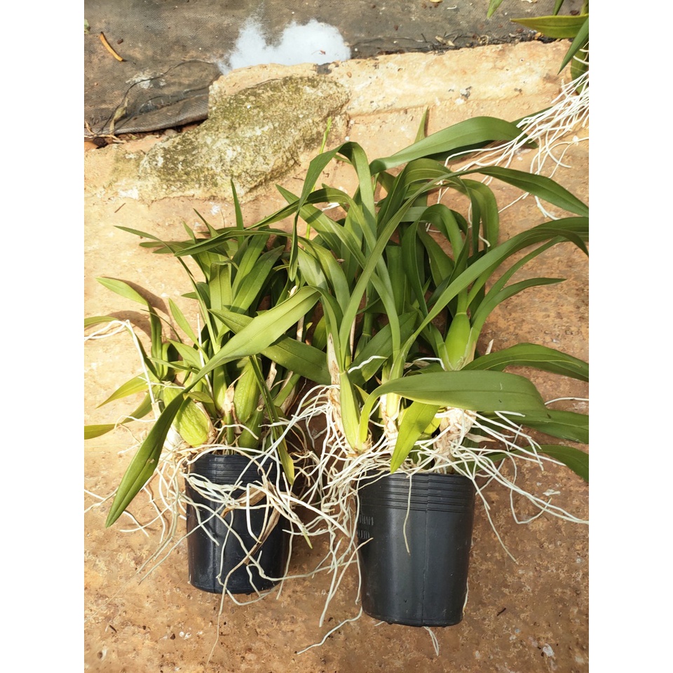 Lan vũ nữ 3 váy nụ lùm