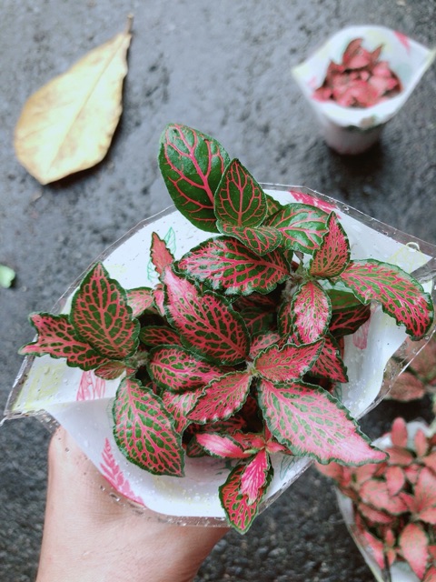 Cẩm Nhung (lá may mắn) đỏ đậm