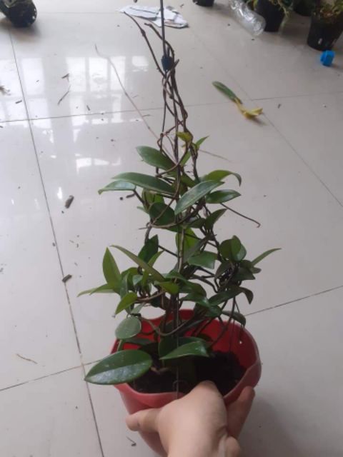 Lan cẩm cù chậu lớn sắp hoa đủ màu