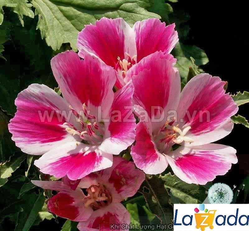 50h hạt giống hoa hồng xuân