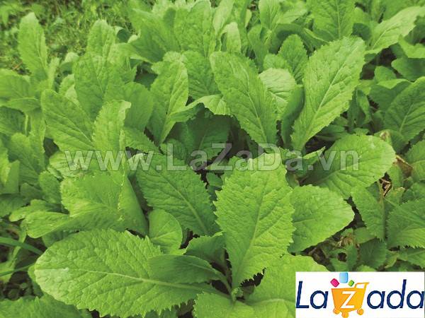 1KG Hạt Giống Cải Bẹ Xanh (| Y12*X45)