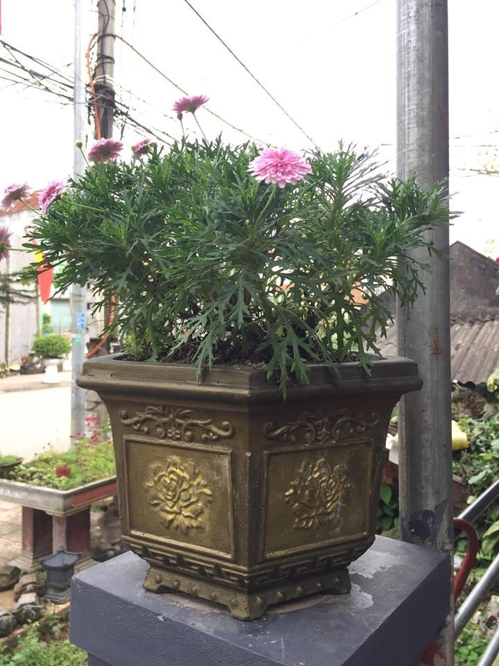 Khuôn chậu lục giác rộng 30cm