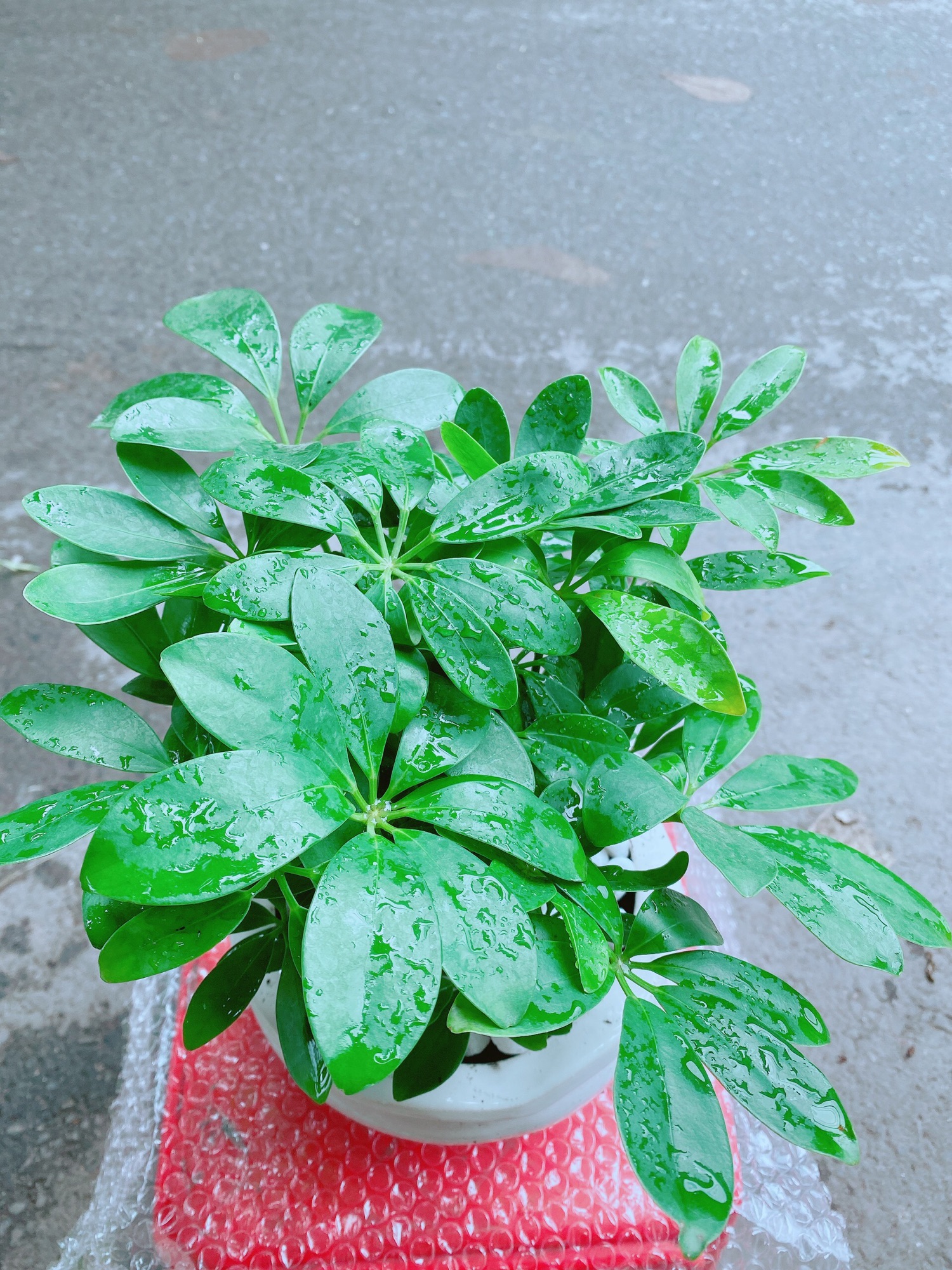 Chậu Cây Ngũ Gia Bì Để Bàn