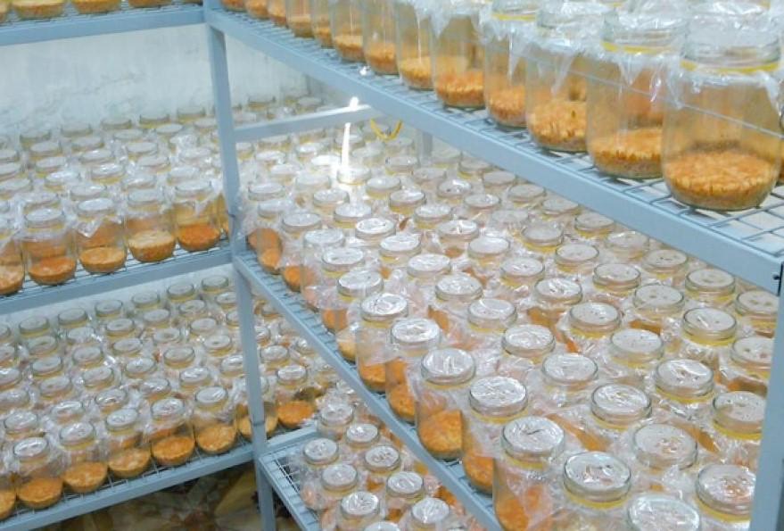 100gr Nấm Đông Trùng Hạ Thảo