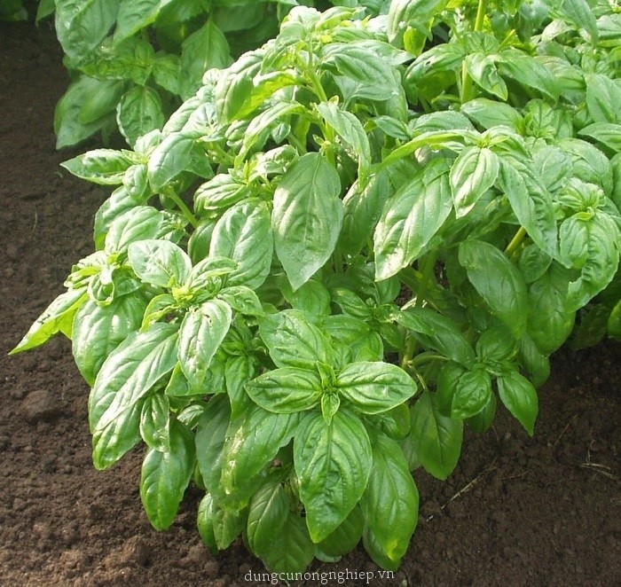 Hạt giống húng tây ( húng basil ngọt ) -  gói  1gram( 400 hạt)