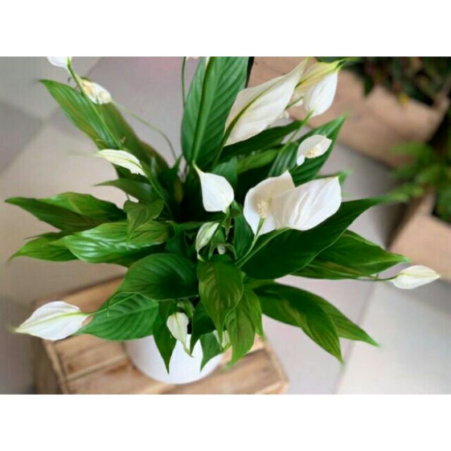 Cây lan ý . 2 bầu cây giống hình cuối