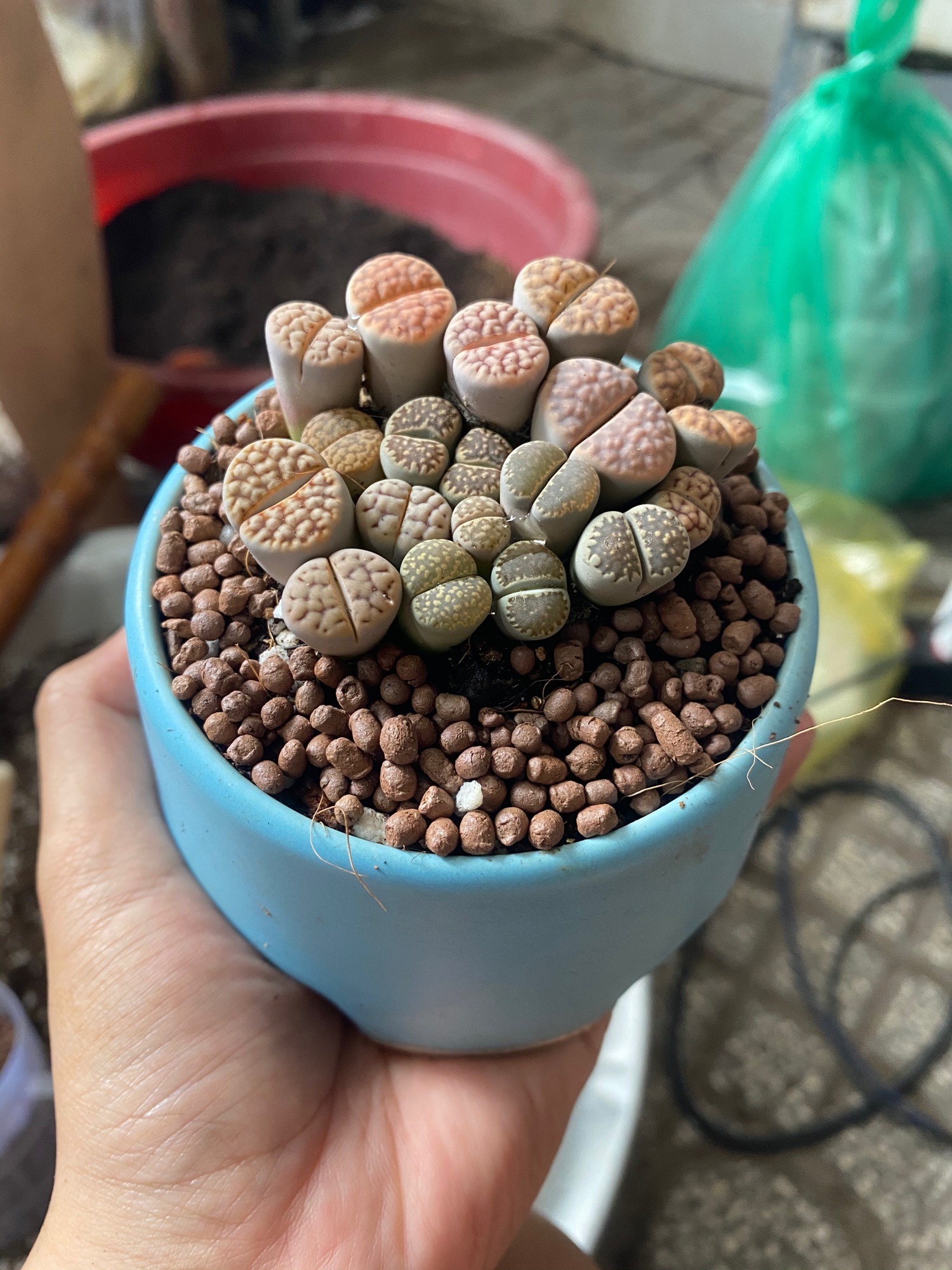 [HCM]SEN MÔNG LITHOPS - TẶNG CHẬU SỨ