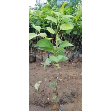 Cây giống hồng đen socola siêu sớm (cây giống có bảo hành )