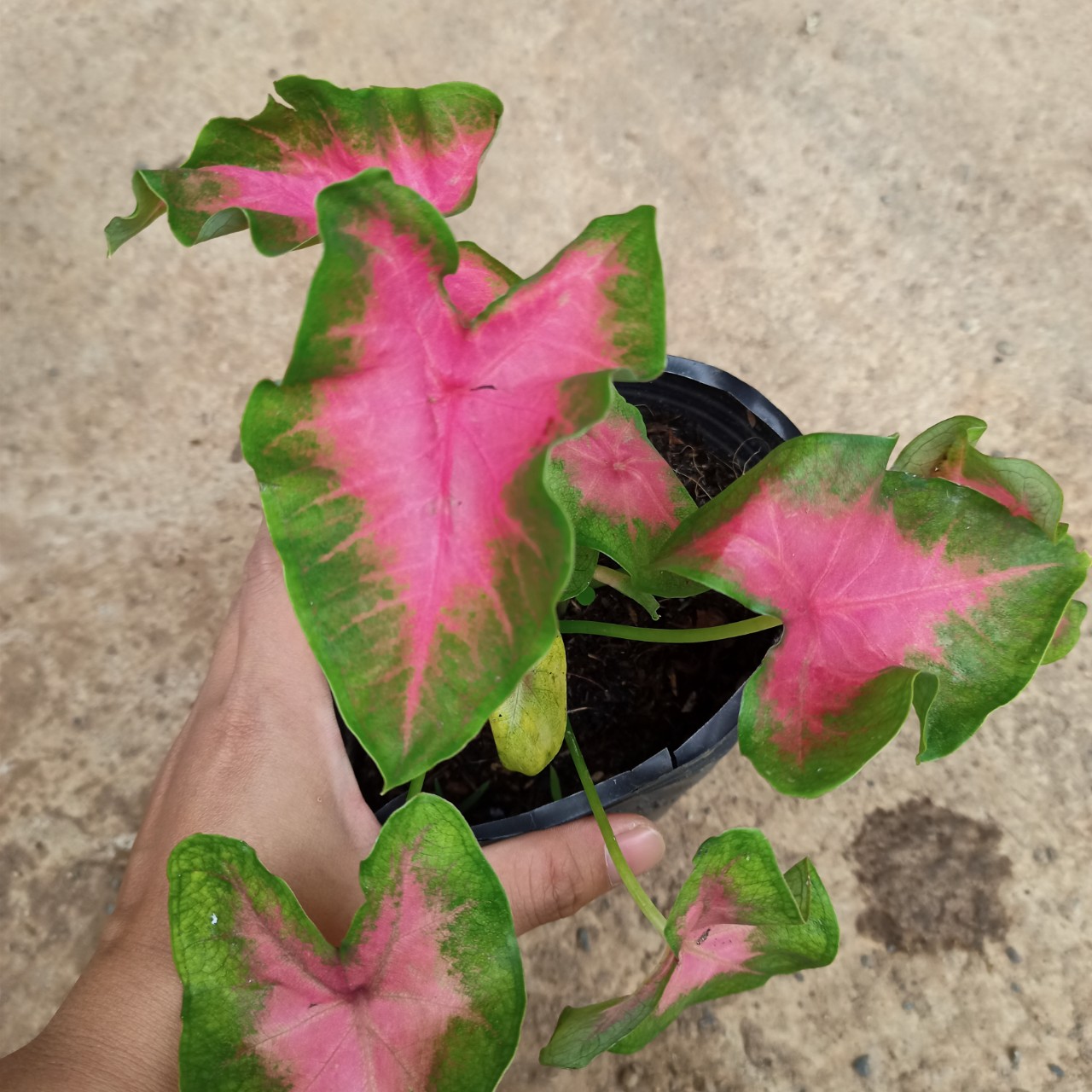 Cây kiểng lá môn đỏ Caladium Flamingo
