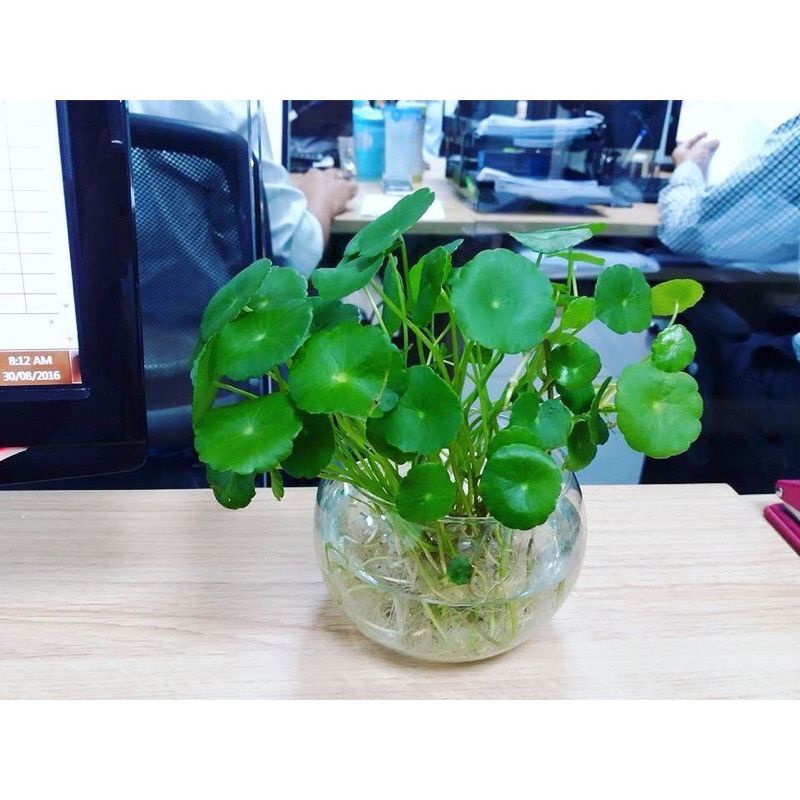 Cây Cỏ đồng tiền trồng thủy sinh (cụm 20 cây)