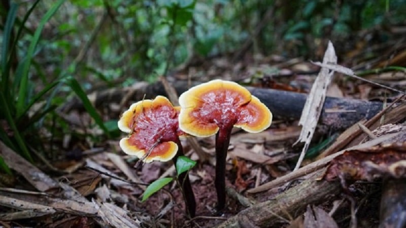 NẤM LINH CHI (CỔ CÒ) Khô chuẩn rừng