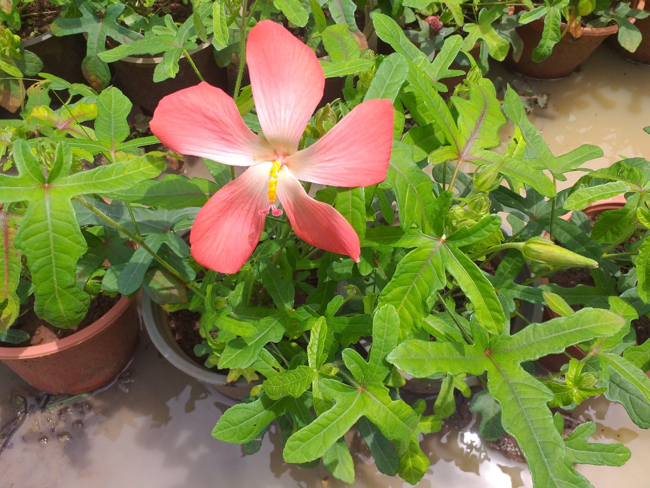cây giống sâm bố chính