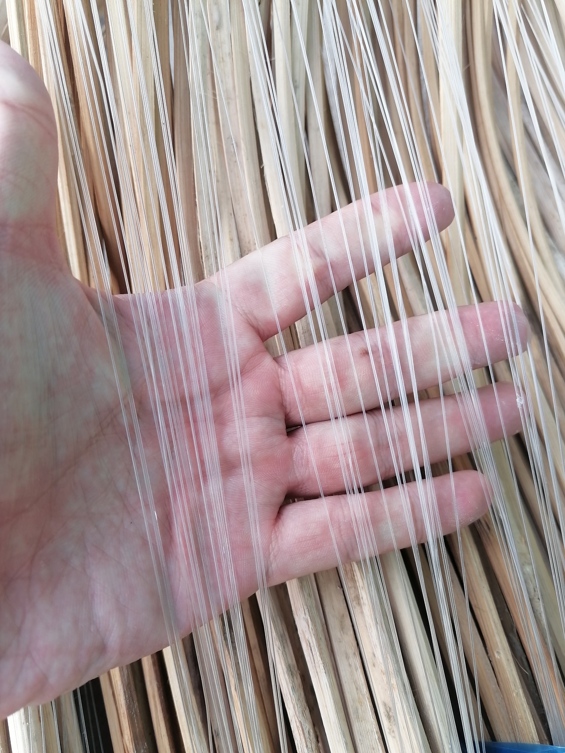 Cần câu cắm cá lóc, trê v.v ( Combo 10 , 20 , 50 Cây )