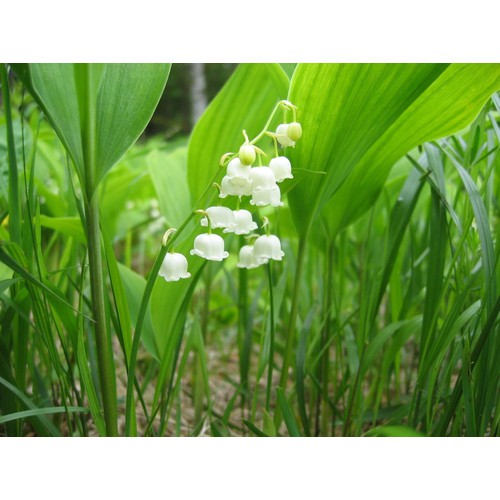 Bộ 3 củ giống hoa linh lan trắng - 3 củ