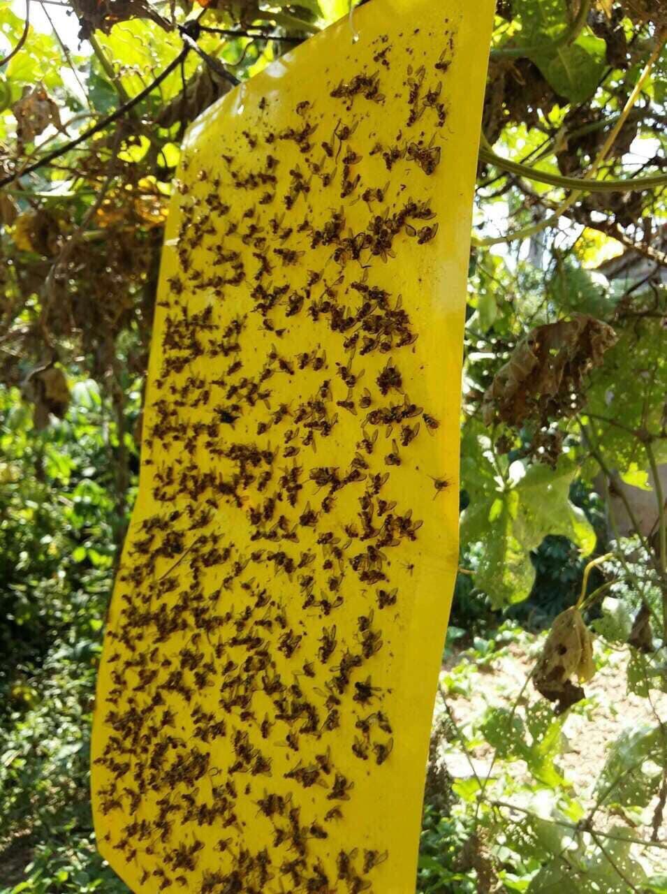 Set 5 miếng dính ruồi vàng dùng cho vườn lan, hoa, rau và cây ăn trái Kích thước: 21x38 cm