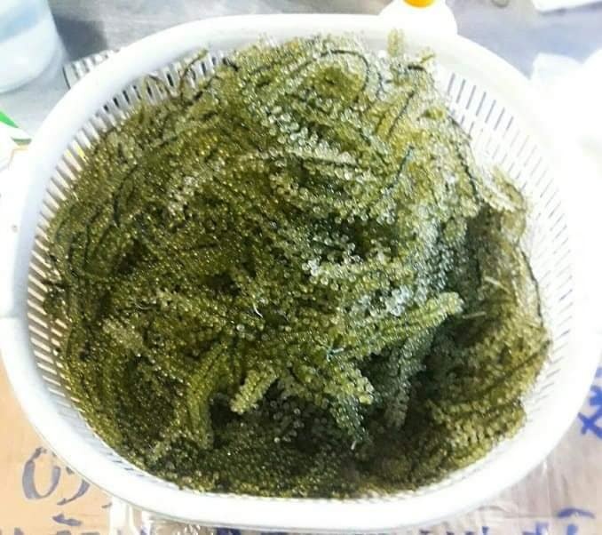 Rong Nho Muối - 100 gram
