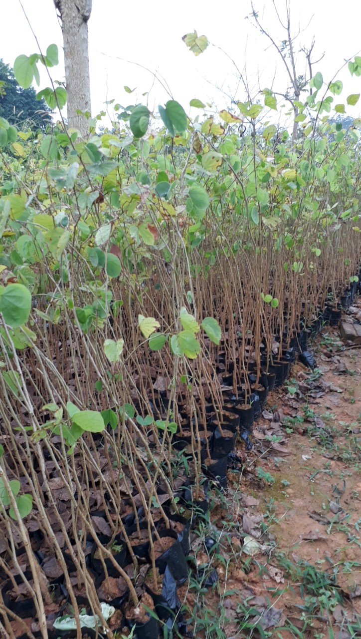 HOA BAN TRẮNG TÂY BẮC- CÂY GIỐNG