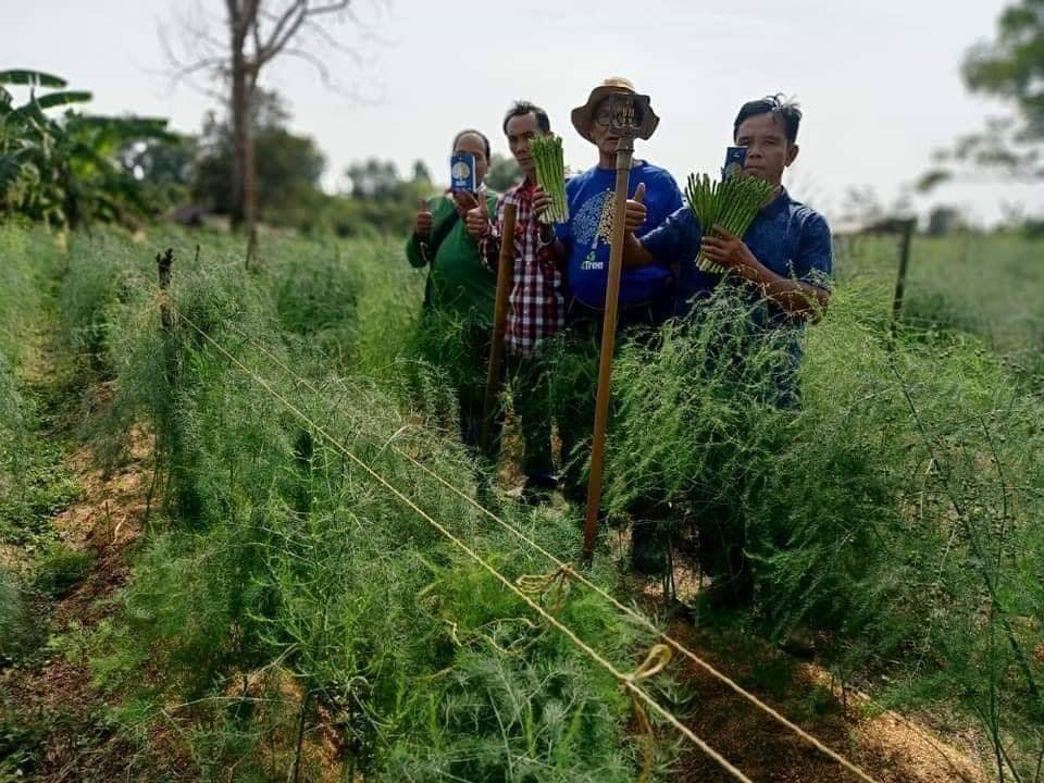 4 tree Phân Bón Hữu Cơ Cho Rau Củ Quả