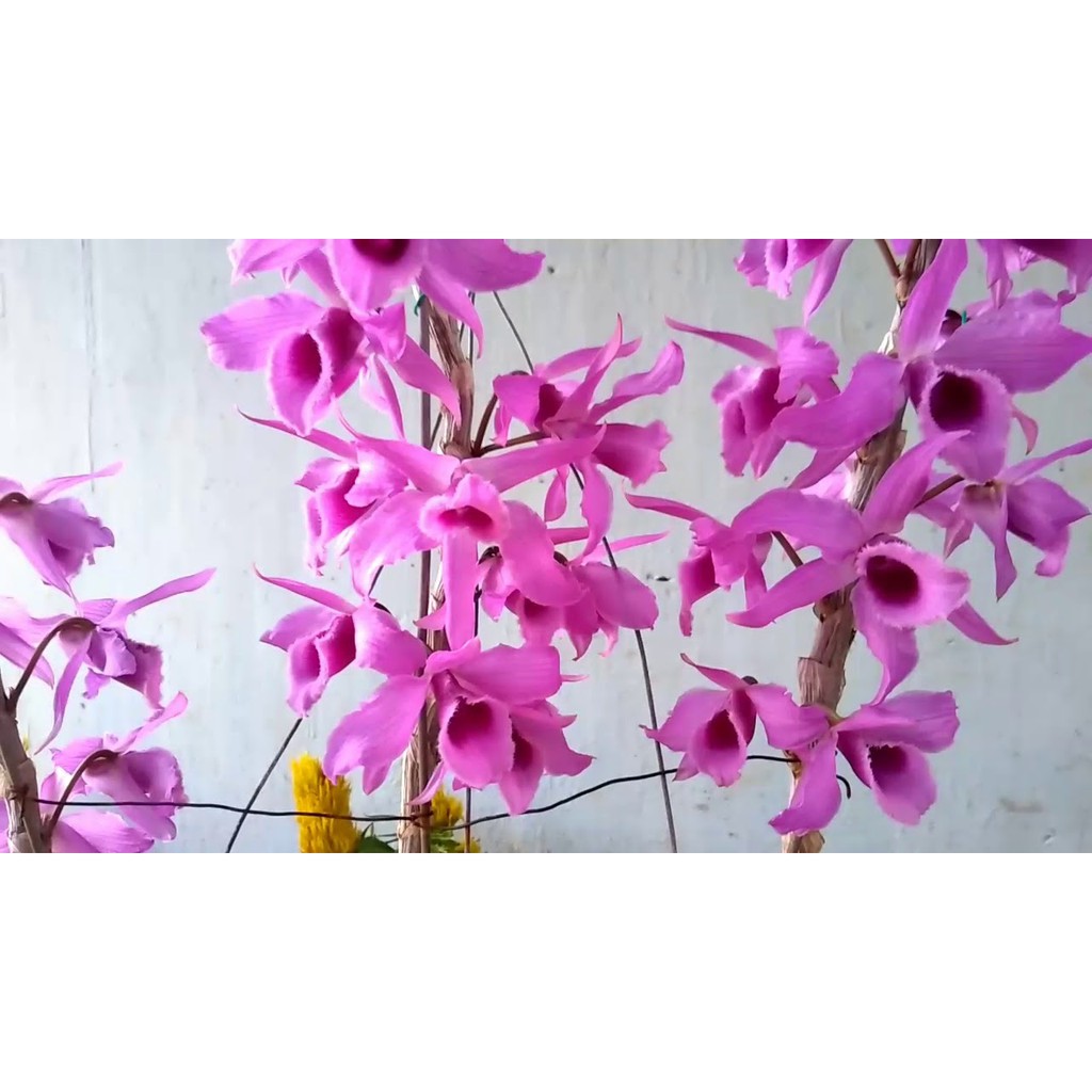 [FREESHIP - Xả Khô Máu] Hoa lan trầm thanh củi ( cây to khỏe,bộ rễ đẹp)+ 700g phân thỏ hữu cơ