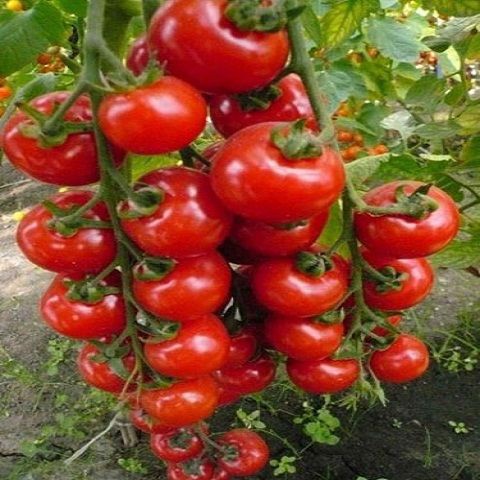 Hạt giống Cà chua Cherry đỏ VTP14 | Vạn Tín Store