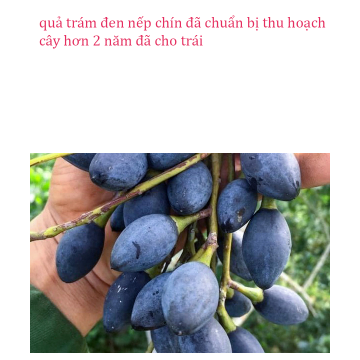 Cây trám đen nếp ghép cây cao 1m