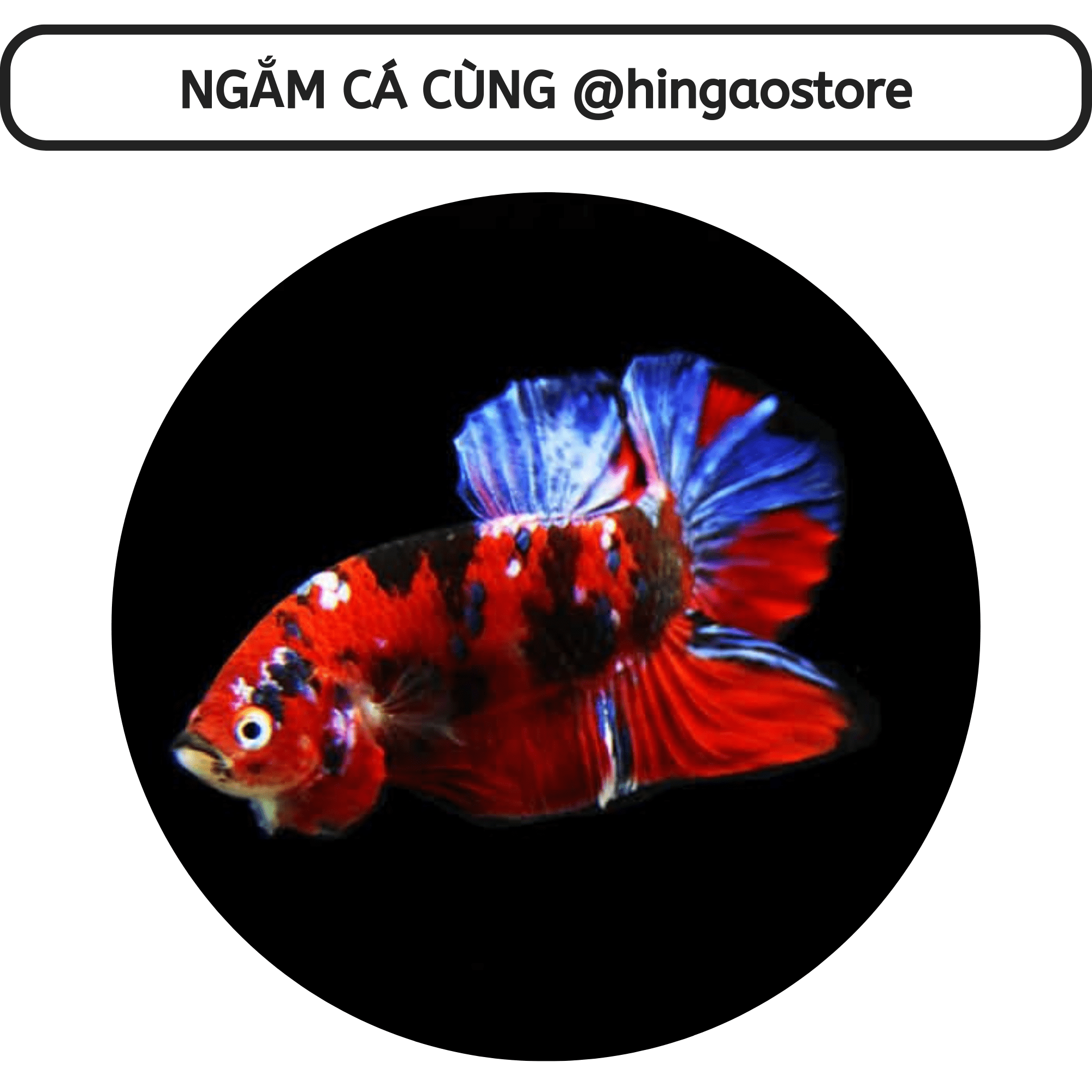 Dung dịch Super One dưỡng cá - ship cá | Hingaostore.