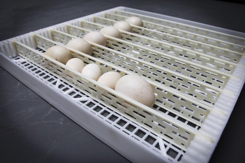[HCM]Khay thẻ máy ấp trứng