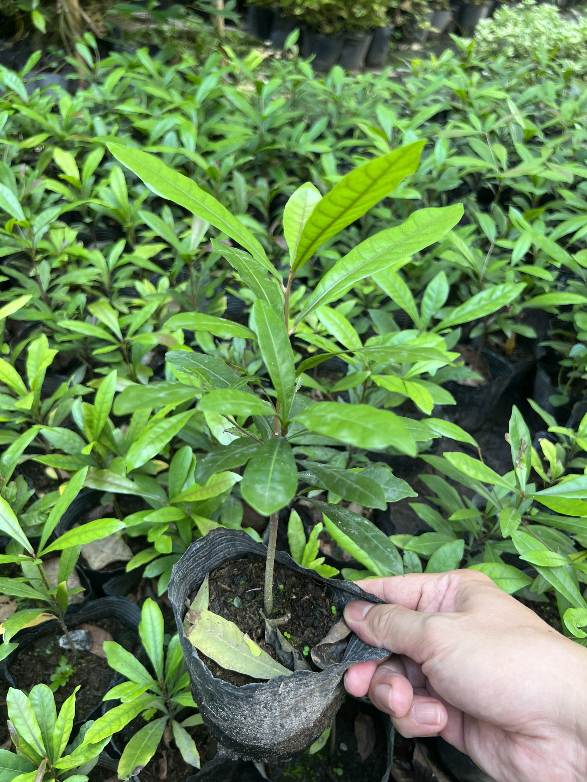 Cây thần kỳ -cây giống cao 10-15cm (mua từ 5 cây trở lên tặng thêm 1 cây)