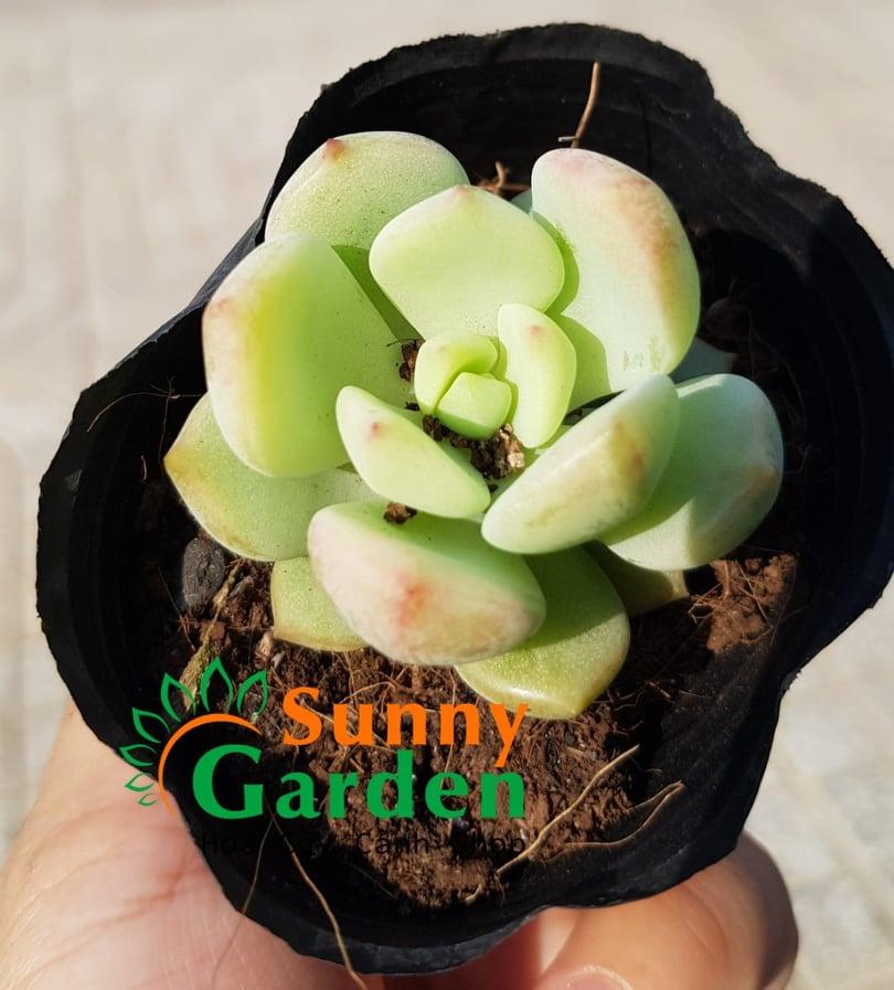 Sen Đá Má Hồng