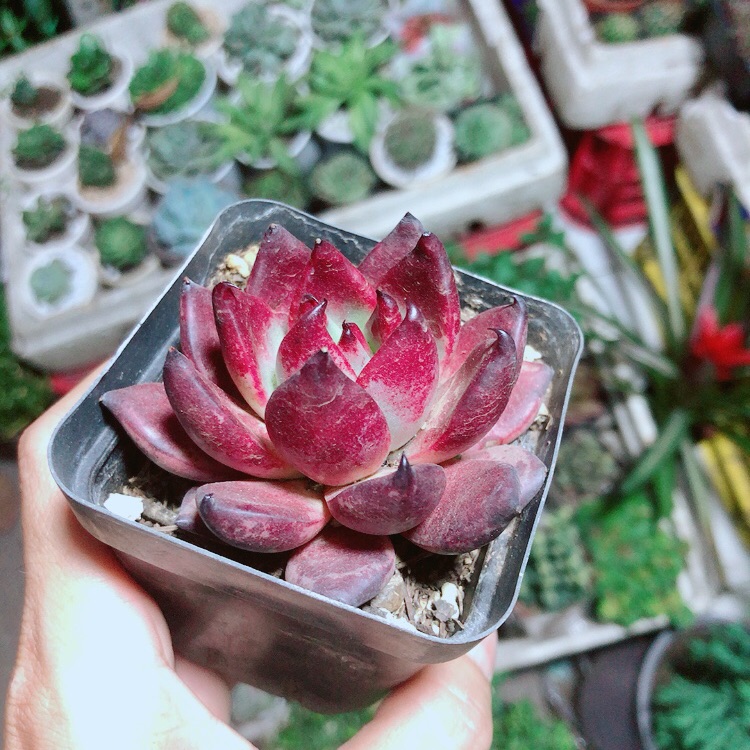 Sen đá đế vương đỏ
