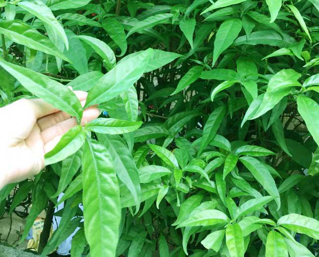 Cây gióng cây xương khỉ