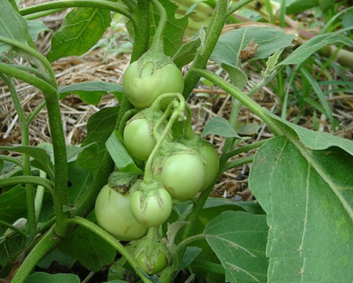 Hạt Giống Cà Pháo Xanh Cao Sản - Gói 0.5gram