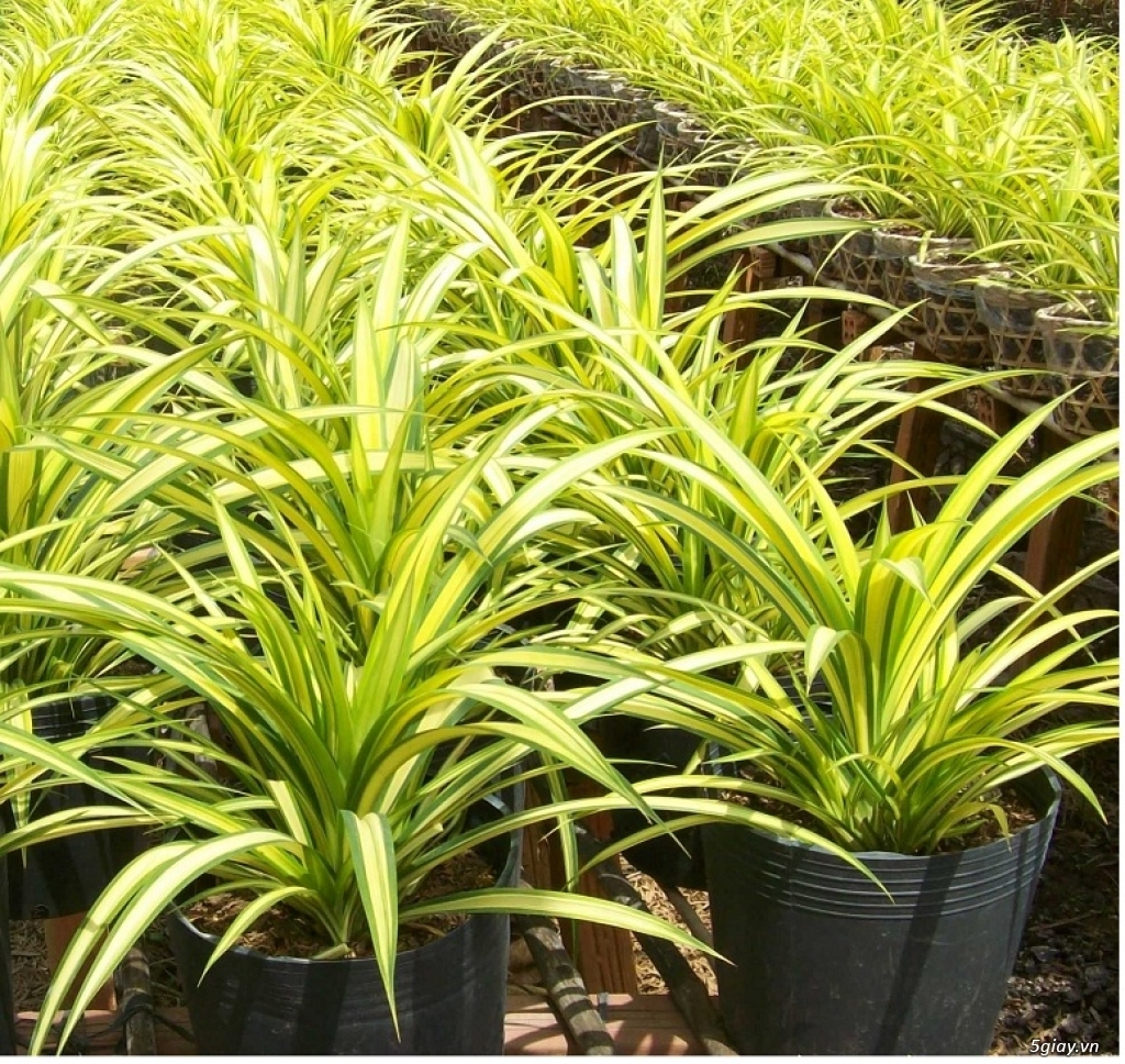 Cây Dứa Vạn Phát - Cây Phong Thuỷ