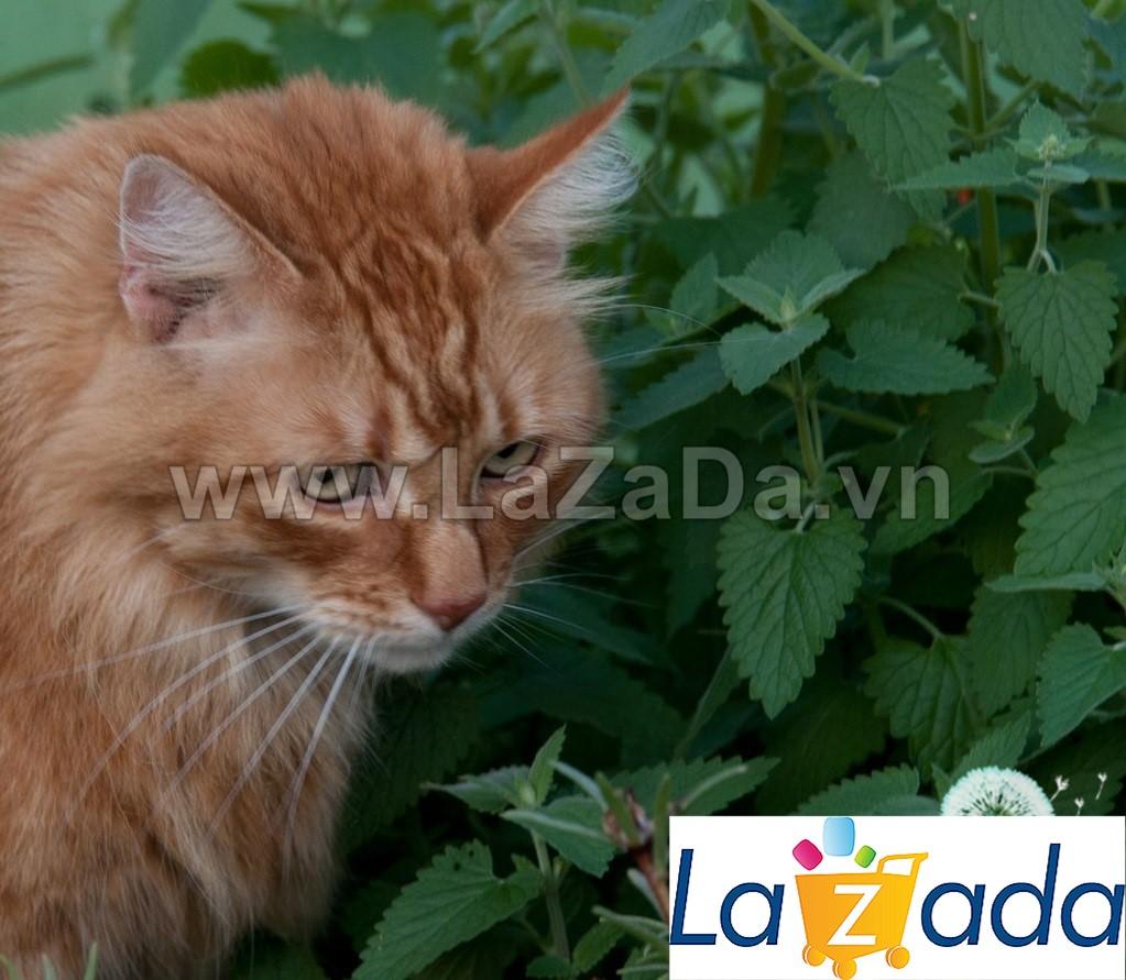 [HCM]500.HẠT Hạt Giống Catnip / Cỏ Mèo (| C26*X33)
