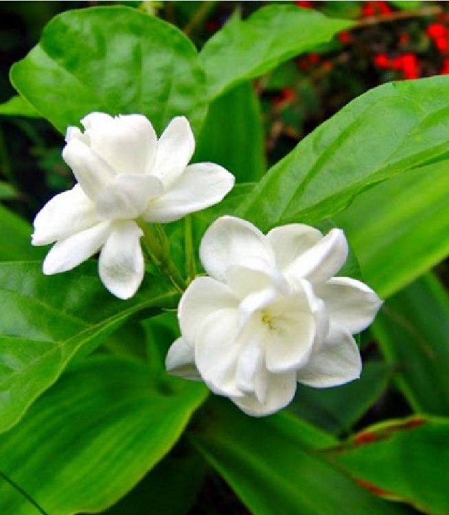 "Gói 10 Hạt " Hạt giống hoa nhài trắng ( hoa lài )