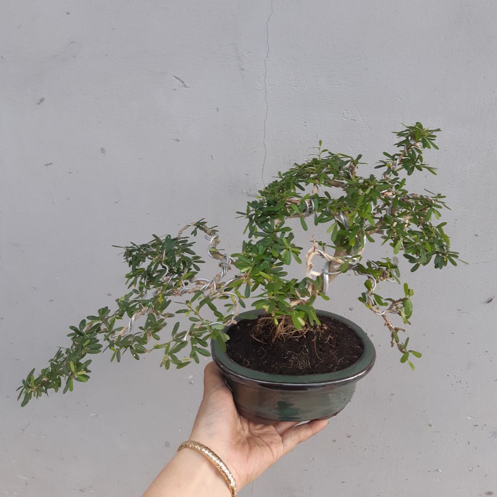 linh sam bonsai chậu mini