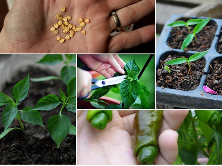 5 Hạt giống Ớt peter (ớt cu tý) - Giống sai quả