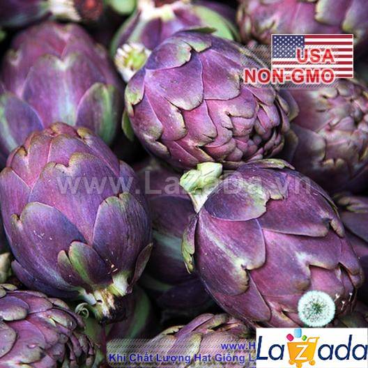 10h Hạt Giống Atiso Ngôi Sao Tím (A5.104| C50*W23)