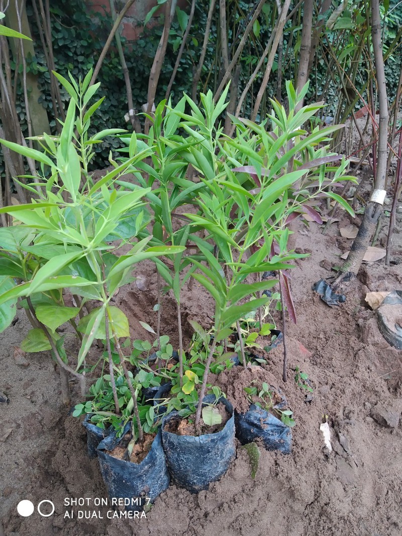 Cây giống gỗ đàn hương Ấn Độ thuần chủng