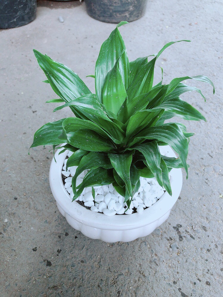 [HCM]Chậu Cây Phát Tài