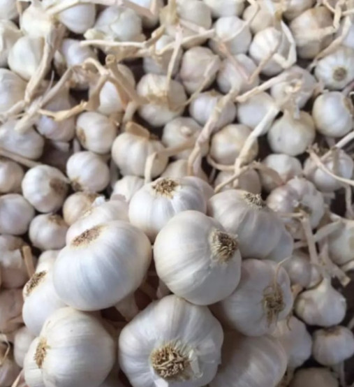 1kg tỏi Lý Sơn