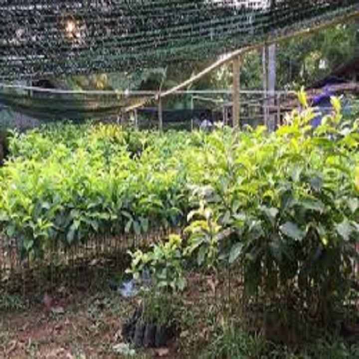 CÂY GIỐNG HẠT DỔI