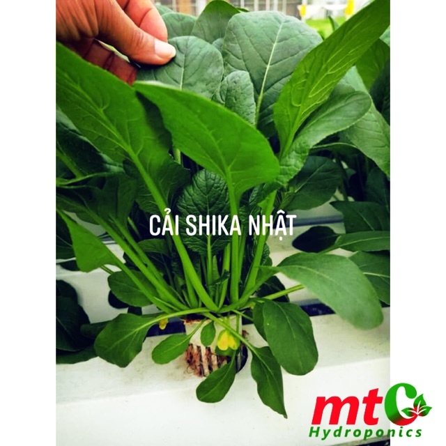 [HCM]Hạt Giống Cải Nhật SHIKA-F1